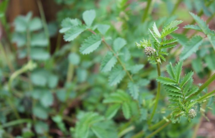 La Pimpinella