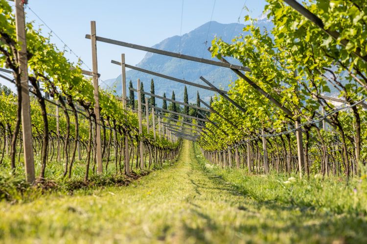 I vigneti del Maso Warth
