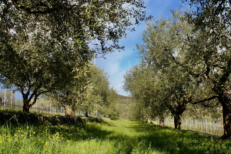 Gli oliveti dell'Azienda Agricola San Dionigi