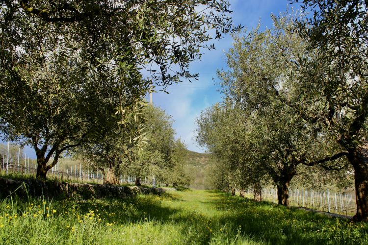 Gli oliveti dell'Azienda Agricola San Dionigi
