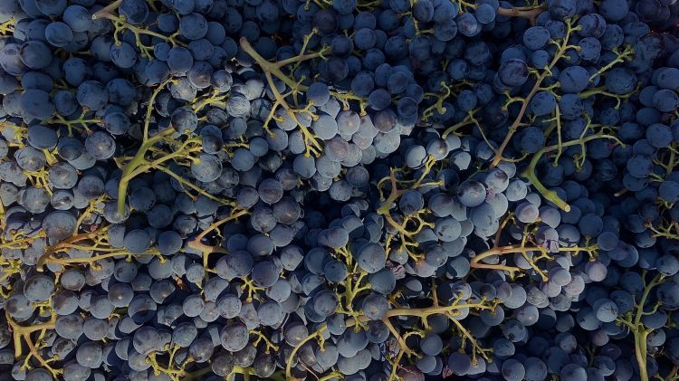 Le uve dell'Azienda Agricola San Dionigi per la produzione di vini in uscita tra il 2024 e 2025

