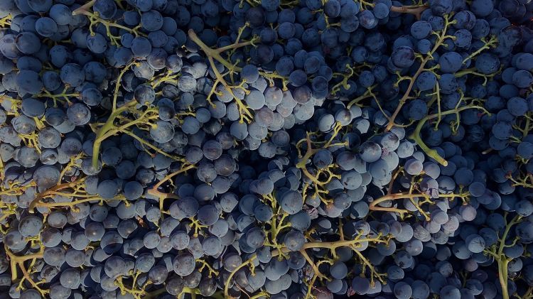 Le uve dell'Azienda Agricola San Dionigi per la produzione di vini in uscita tra il 2024 e 2025