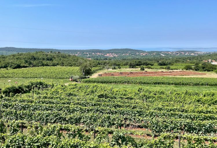 Rigoglioso Carso, terra di Vitovska e Terrano
