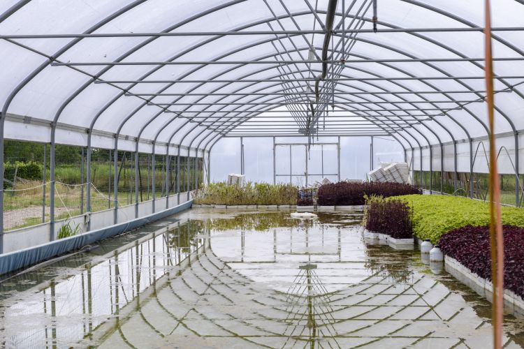 La produzione di water shiso avviene in una vasca di acqua "rinforzata" da plancton, estremamente funzionale per la crescita della pianta
