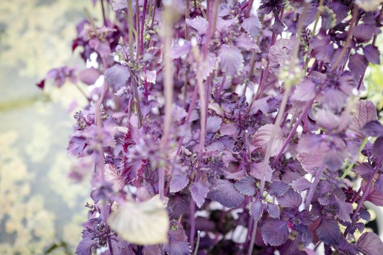 Una coltivazione di shiso rosso nell'Orto di M