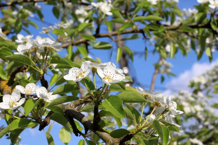 La fioritura dei peri e la bellezza incantevole d