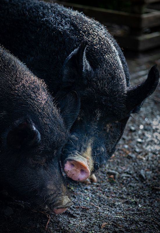 Il suino nero di Calabria
