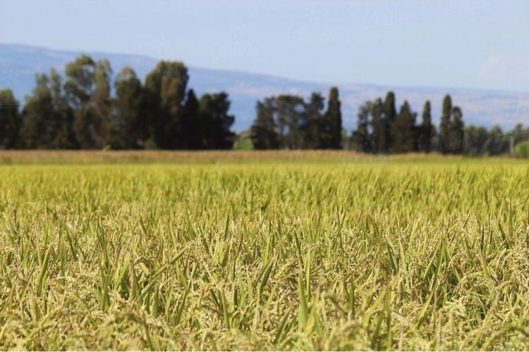 Un campo di riso della Piana di Oristano in Sardegna, segno che le coltivazioni superano i confini più noti del Nord Italia, trovando terreno fertile anche al Sud e sulle isole