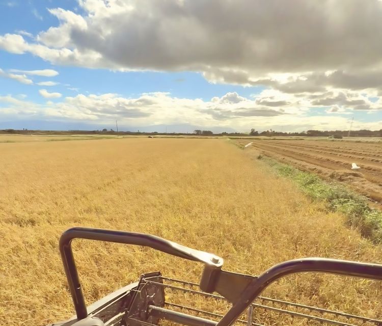 La produzione di riso nella Piana di Sibari
