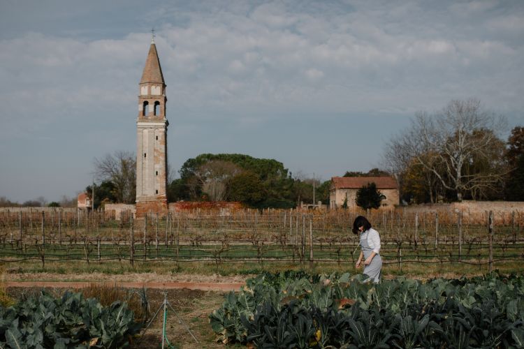 Gli orti di Venissa 
