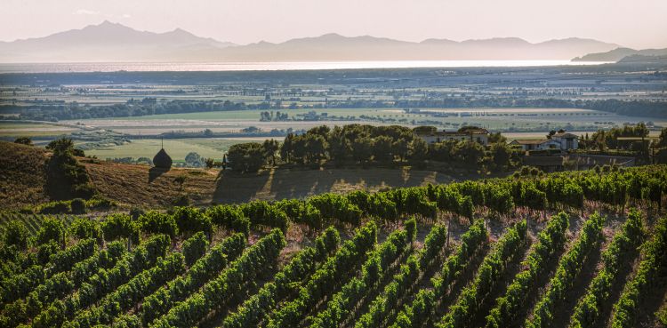 Alcuni vigneti in Maremma, a pochi chilometri dal mare
