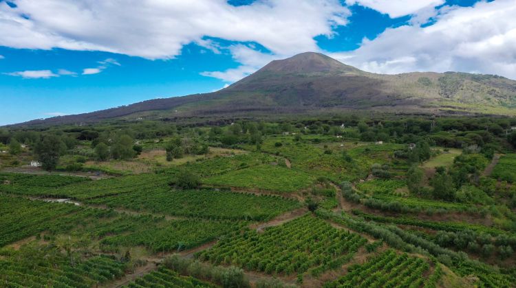 I vigneti all'ombra del Vesuvio: una realtà e