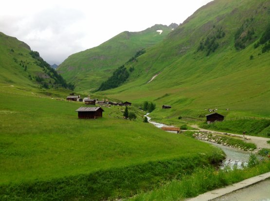 The total green of Valle Isarco, where cows and go