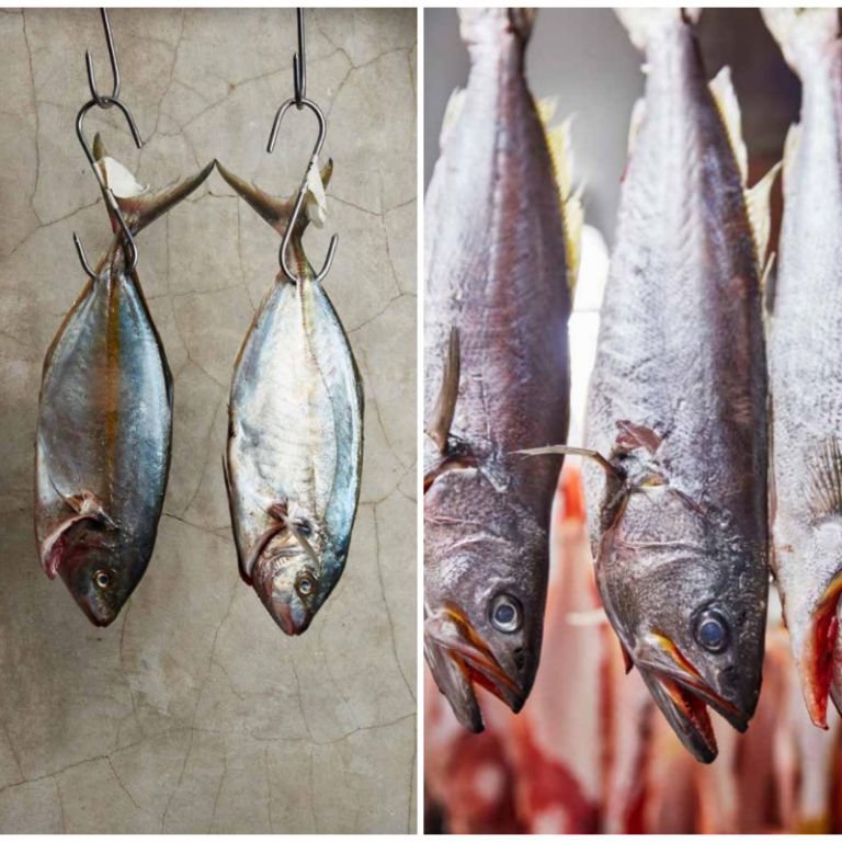 Maturazione del pesce
