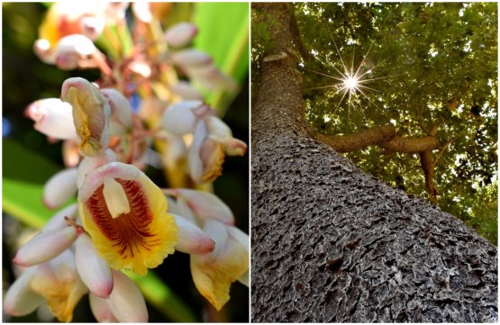 I giardini del Mirazur aiutano gli ospiti che vi arrivano a staccarsi dal mondo esterno e immergersi in uno di contemplazione. Qui il fiore dello zenzero e un albero monumentale e centenario di avocado
