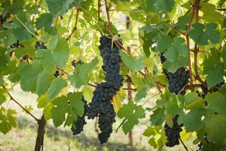 Il "cuore" &egrave; la Barbera
