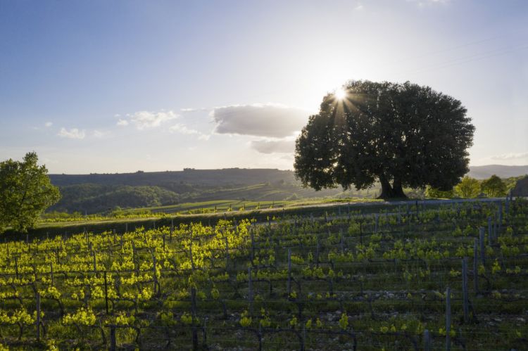 Il vigneto di Roncicone
