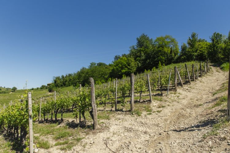 Uno scorcio dei vigneti dell'azienda
