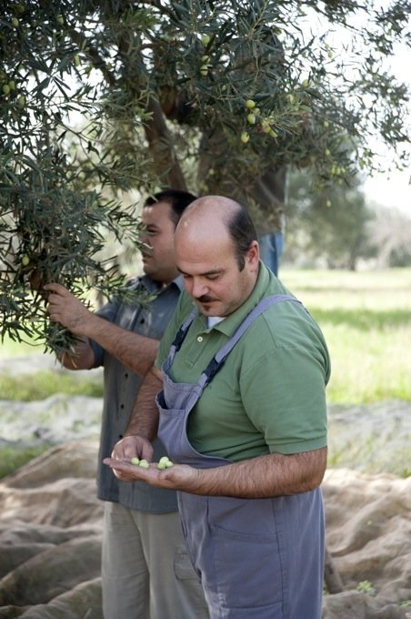Daniele e Roberto Aprile durante la raccolta delle olive