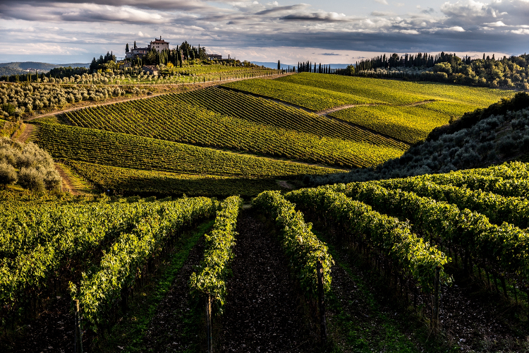 Lo splendido paesaggio della tenuta a San Donato i