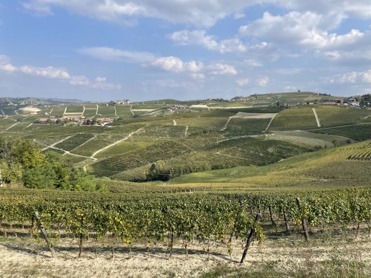 Le splendide colline di Barbaresco
