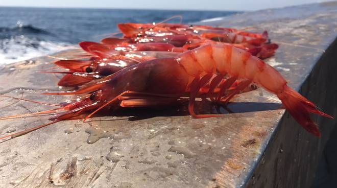 Gamberi di Sanremo
