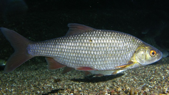 Il Gardon (rutilus rutilus), specie ittica d'acqua dolce dalle potenzialità tutte da esplorare