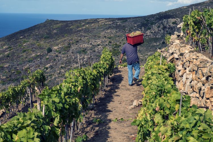 Il momento della vendemmia: quante difficoltà per portare l'uva in cantina