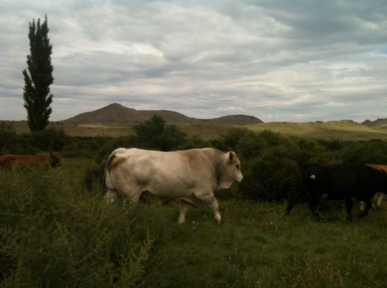 Gli allevamenti di manzi a Karoo, nell'entroterra sudafricano