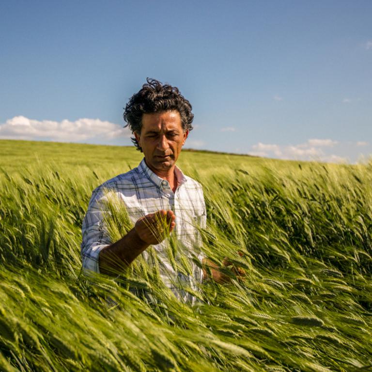 Giuseppe Li Rosi in un campo di grano. Salirà sul