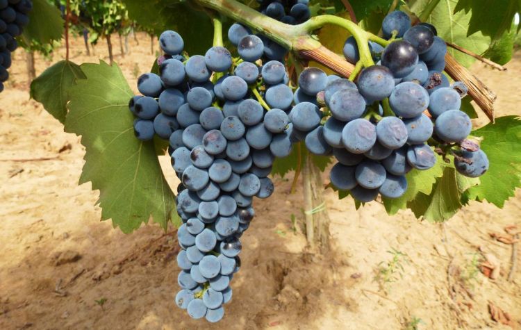 Un grappolo di Ciliegiolo
