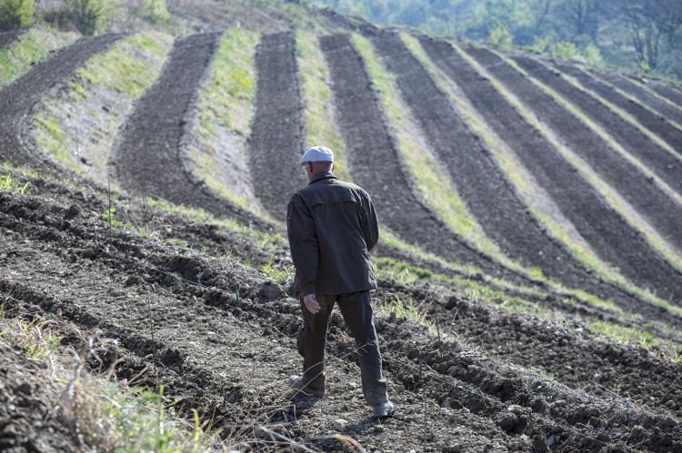 Josko Gravner cammina nel vigneto di Dedno, in Slo