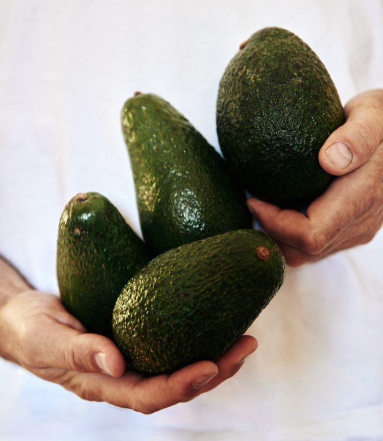 In questo periodo &egrave; in atto la prima&nbsp;raccolta di avocado Hass dell'azienda Halaesa che entro il 2030 vuole diventare il primo produttore europeo&nbsp;
