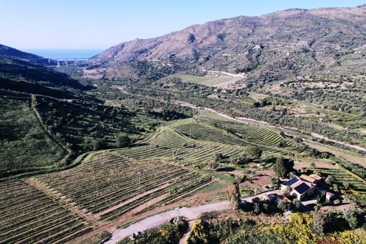 I primi 100 ettari impiantati ad avocado dalla sic