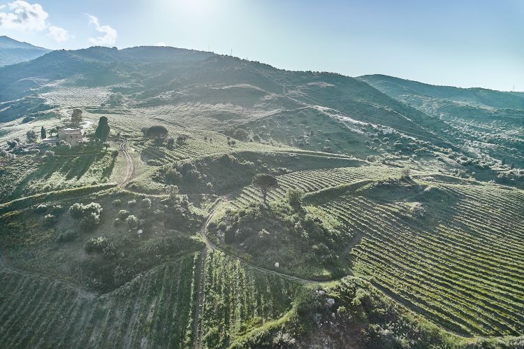 Entro il 2026 Halaesa vuole portare a 300 gli ettari coltivati ad avocado per farli diventare 500 entro il 2030. A pieno regime &egrave; previsto un fatturato di 25 milioni di euro
