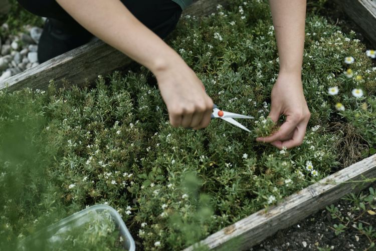 &laquo;Sono andata di corsa nell&rsquo;orto, ho raccolto un po&rsquo; di erbe e ho preparato un&rsquo;insalate di erbe, perch&eacute; non avevo nient'altro&raquo;
