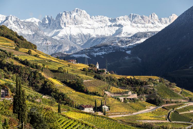 La superficie vitata dell'Alto Adige è pari a