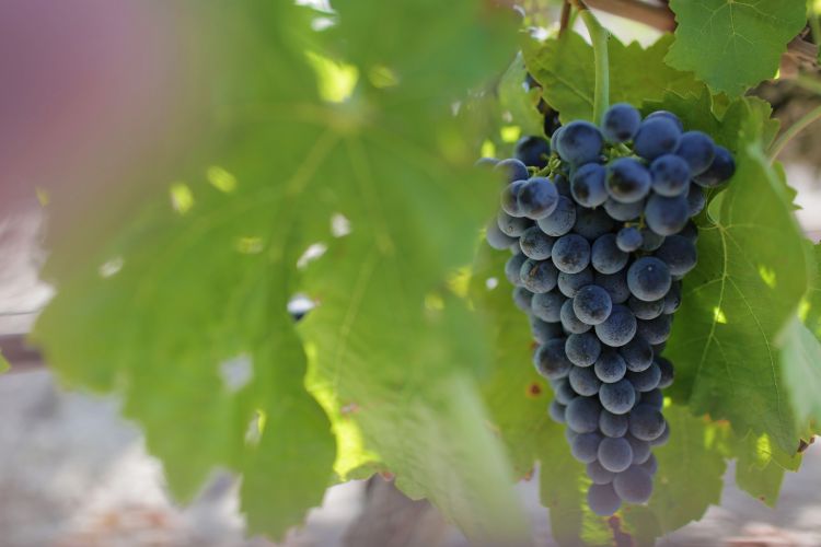 Il Nero d'Avola è il principale vitigno a bacca rossa della Sicilia
