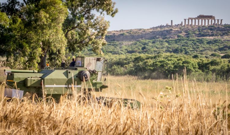 I grani antichi siciliani nel Parco Archeologico di Selinunte
