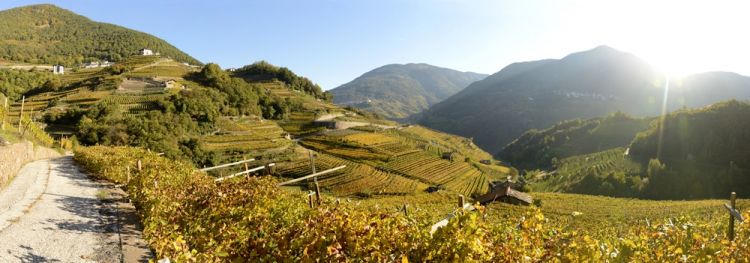 I vigneti di Cantina Cembra, in Trentino
