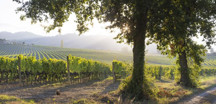 Un'immagine dei vigneti, che si trovano nella zona nord di Montalcino
