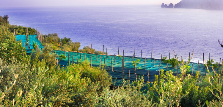 Il pergolato de Le Peracciole con vista su Capri (foto Ennio Calice)
