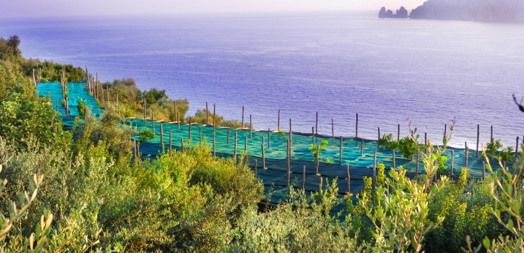 Il pergolato de Le Peracciole con vista su Capri (foto Ennio Calice)
