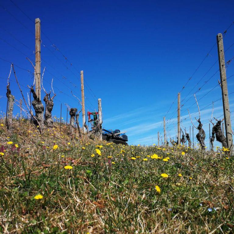 Le vigne sulla collina San Michele
