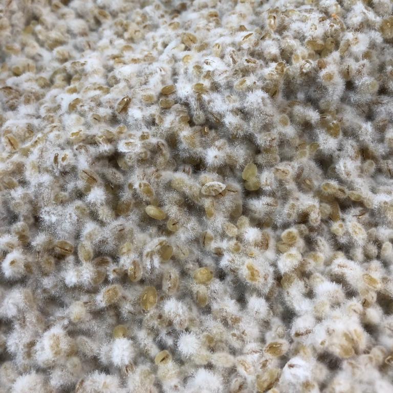 Koji in an advanced state of fermentation 
