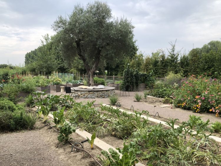 The vegetable garden at Casa Maria Luigia. Bottura is thrilled about 
