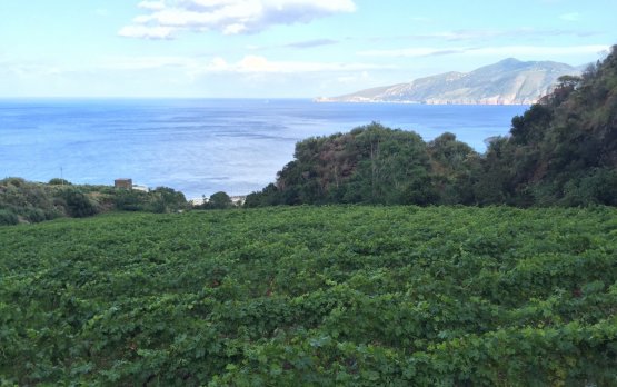 La vigna scenografica di Malvasia della cantina Barone di Villagrande: due ettari con vista Lipari