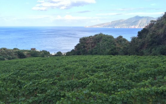 La vigna scenografica di Malvasia della cantina Barone di Villagrande: due ettari con vista Lipari
