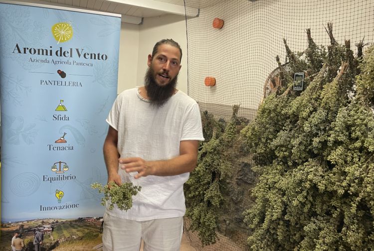 Antonio D’Ancona con il suo origano in fase di essiccazione