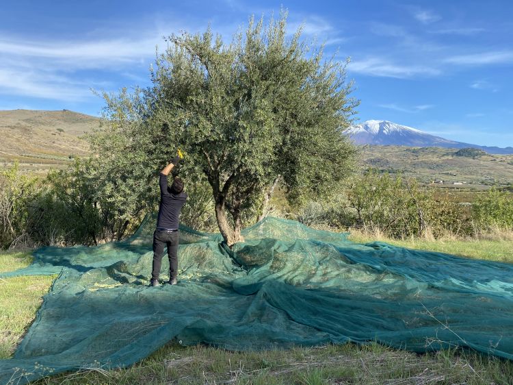 Boniviri è una start up innovativa e società benefit siciliana che produce alimenti di altissima qualità e sostenibili. Boniviri nasce con un obiettivo: creare valore con il cibo promuovendo i prodotti dei coltivatori di valore e avvicinando il mondo di chi consuma e quello di chi coltiva attraverso due valori fondanti, la qualità e la sostenibilità
